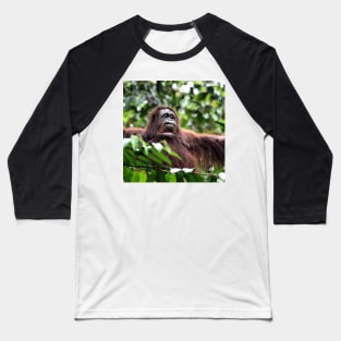 Large Female Orangutan, Borneo Baseball T-Shirt